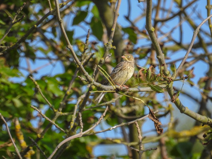 Ortolan Bunting
