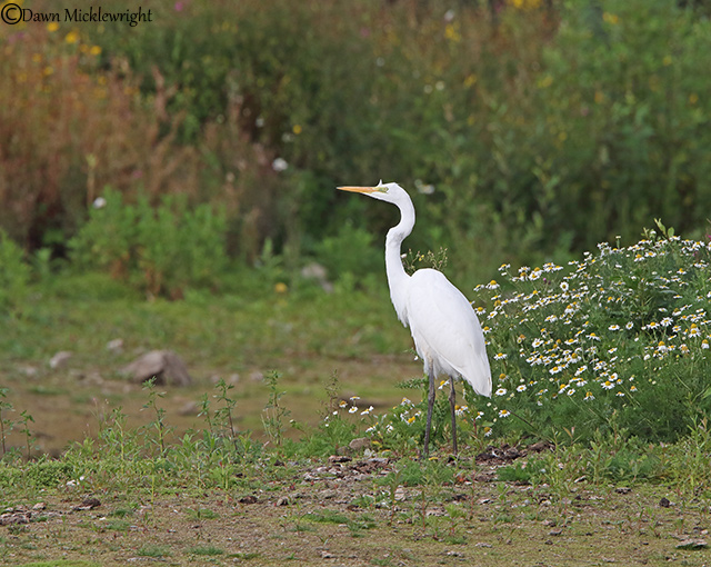 Great White Egret