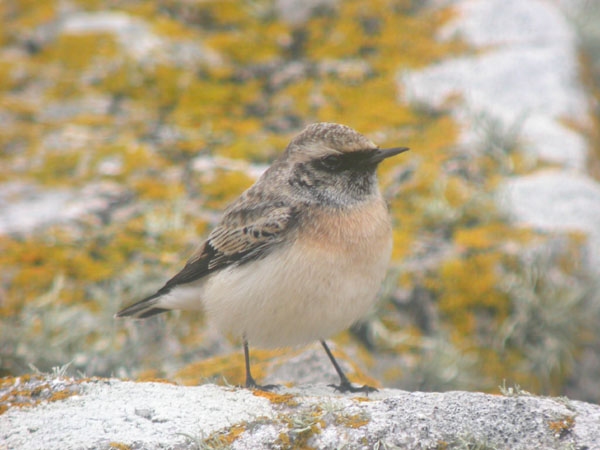 Pied Wheatear