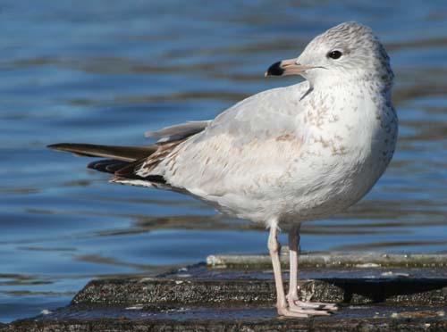 Ring-billed Gull