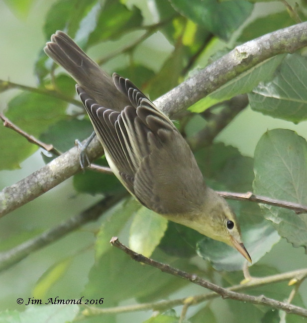 Icterine Warbler