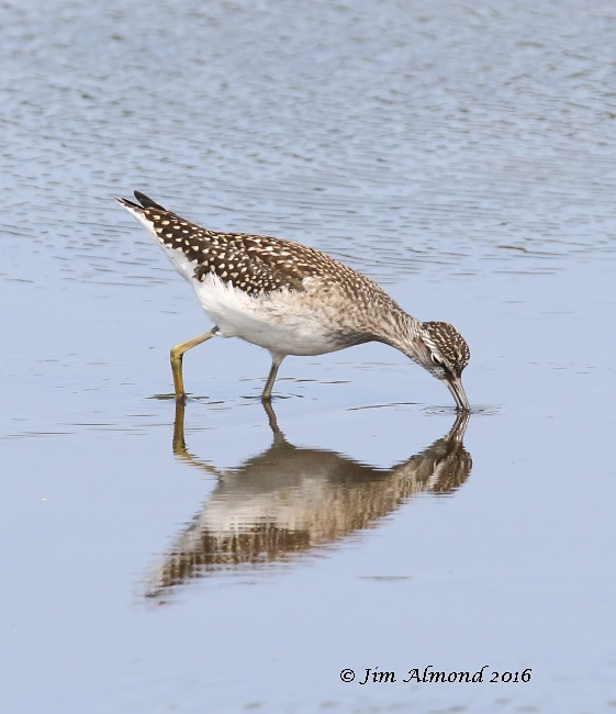 Wood Sandpiper