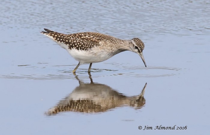 Wood Sandpiper