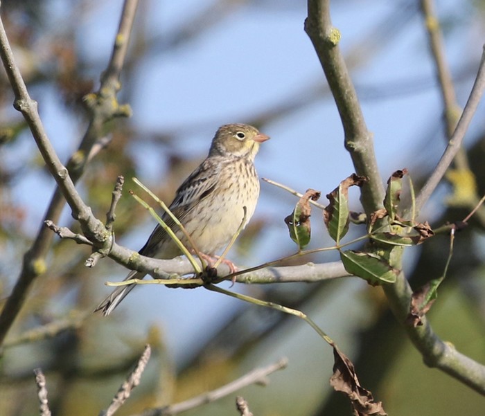 Ortolan Bunting
