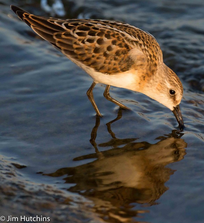 Little Stint