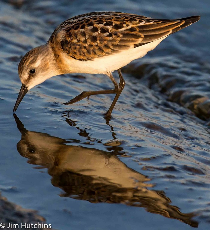 Little Stint