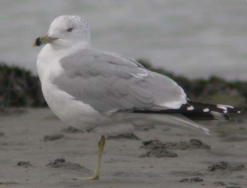 Ring-billed Gull