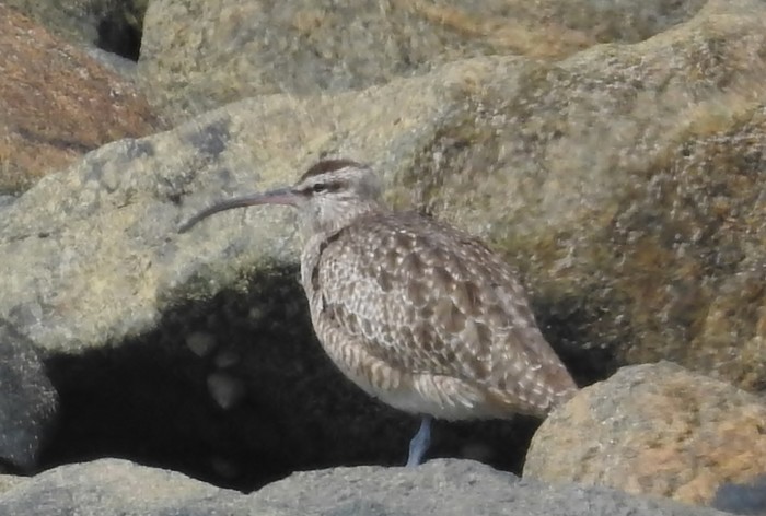 Hudsonian Whimbrel