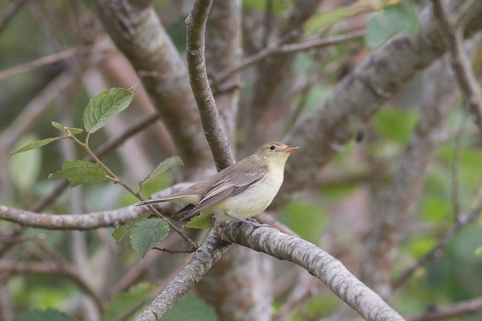 Icterine Warbler