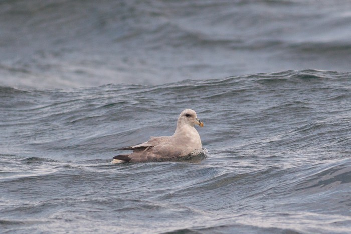Blue Fulmar