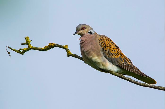 Turtle Dove
