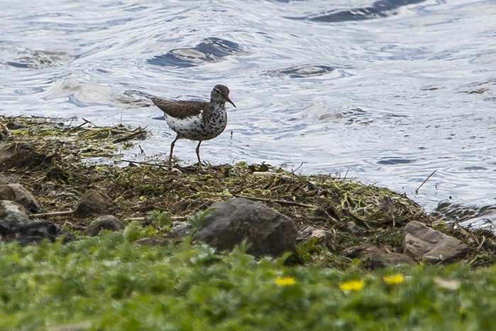 Spotted Sandpiper