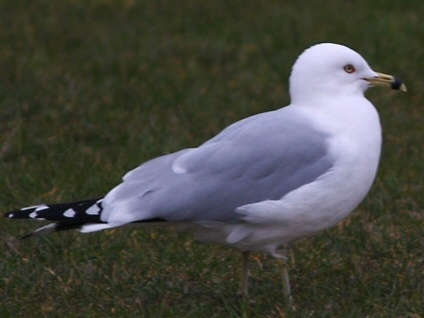 Ring-billed Gull