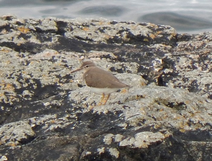 Spotted Sandpiper