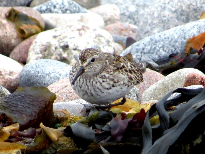 White-rumped Sandpiper