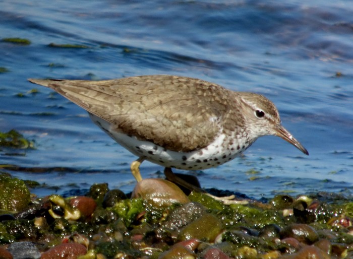 Spotted Sandpiper
