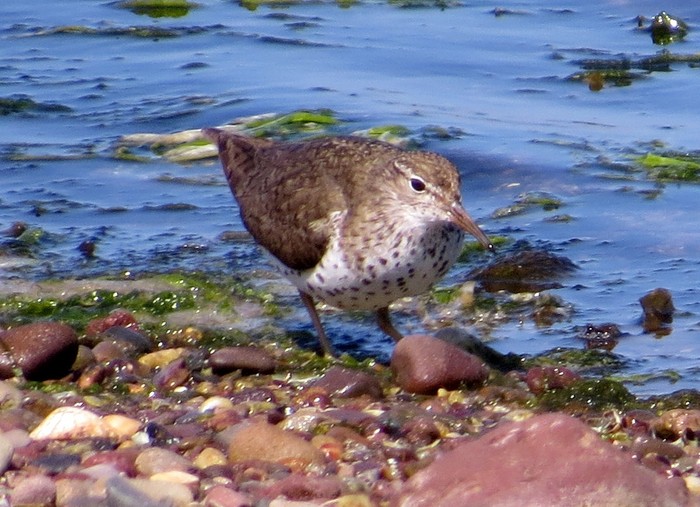 Spotted Sandpiper