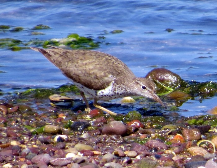 Spotted Sandpiper
