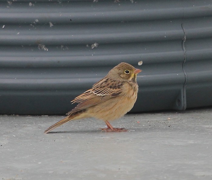 Ortolan Bunting