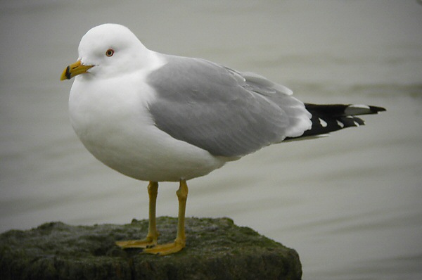 Ring-billed Gull