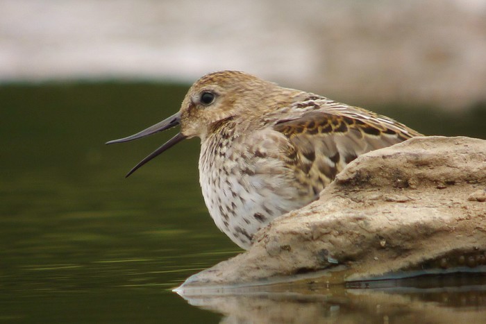 Dunlin