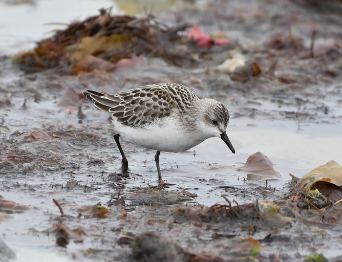 Semipalmated Sandpiper
