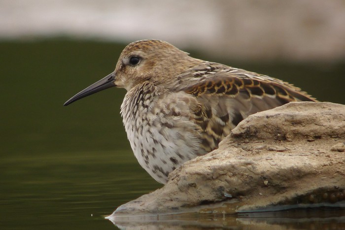 Dunlin