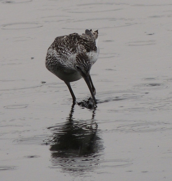 Greenshank