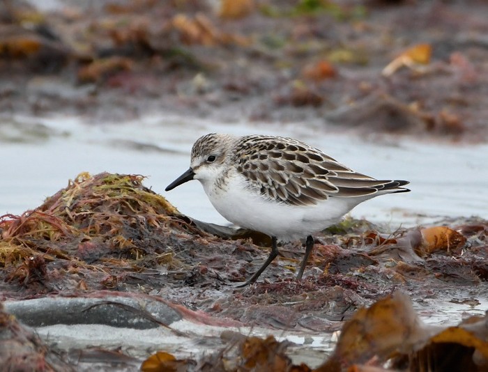 Semipalmated Sandpiper