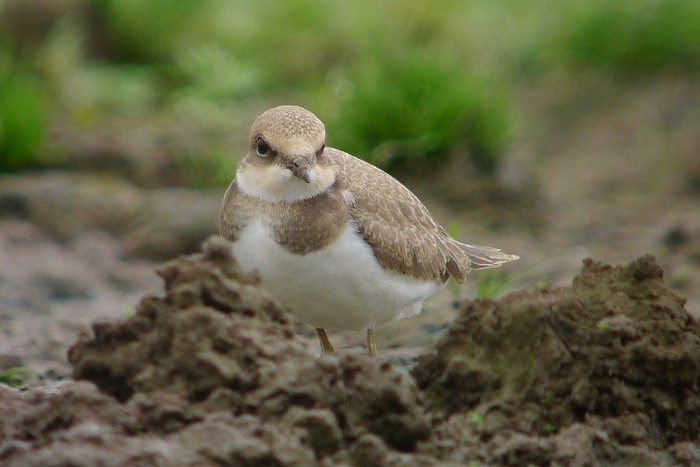 Little Ringed Plover