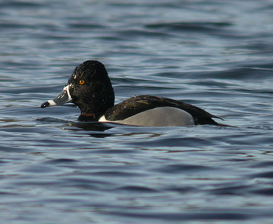 Ring-necked Duck
