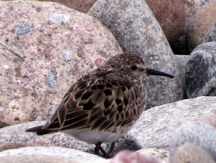 White-rumped Sandpiper