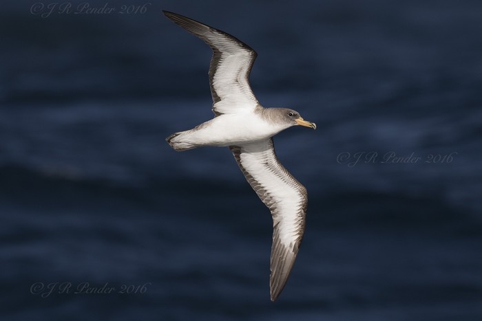 Cory's Shearwater