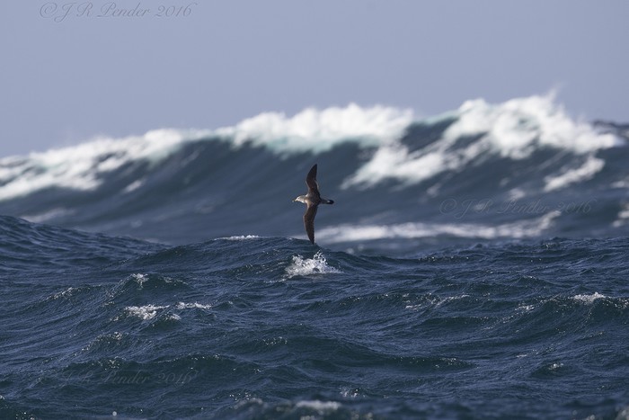 Cory's Shearwater