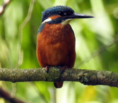 Kingfisher