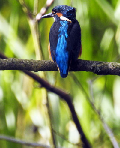 Kingfisher