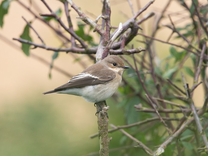 Pied Flycatcher
