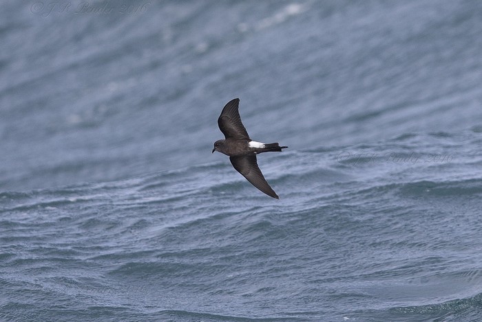 Wilson's Petrel