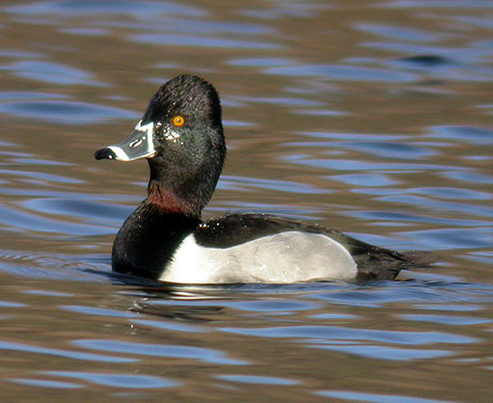 Ring-necked Duck