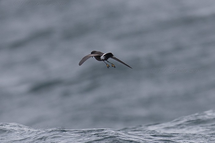 Wilson's Petrel