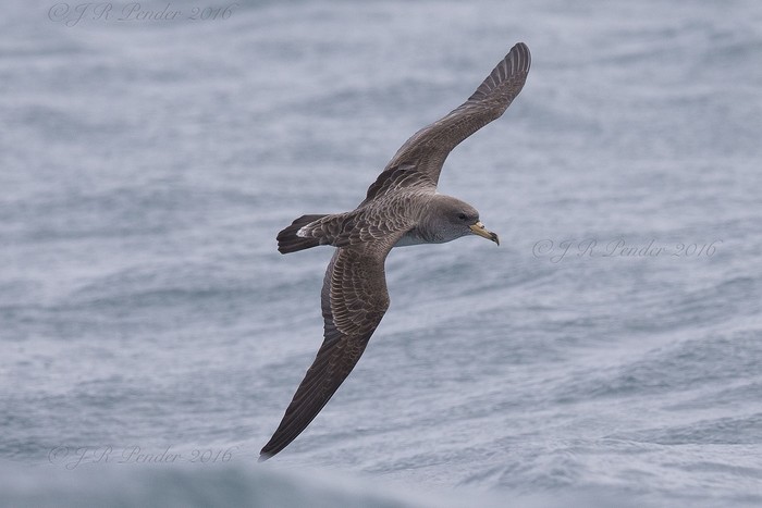 Cory's Shearwater