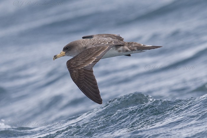 Cory's Shearwater