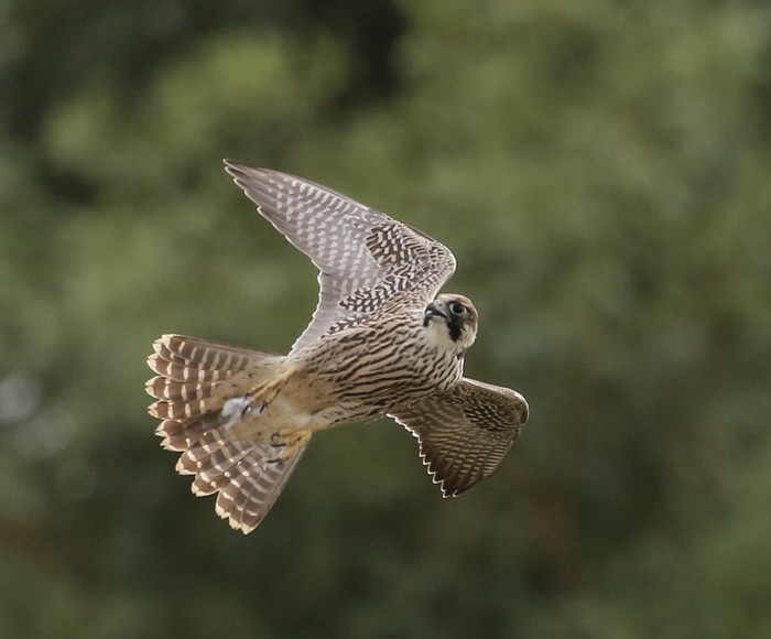 Peregrine