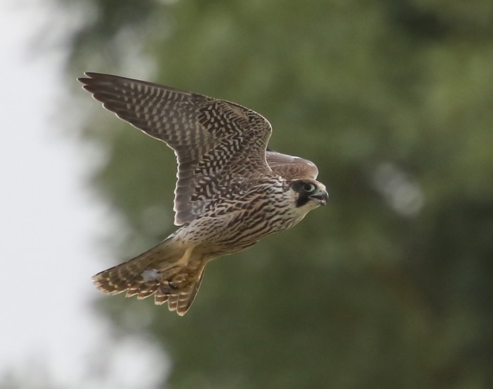 Peregrine