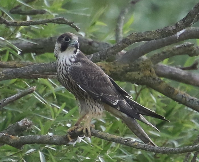 Peregrine