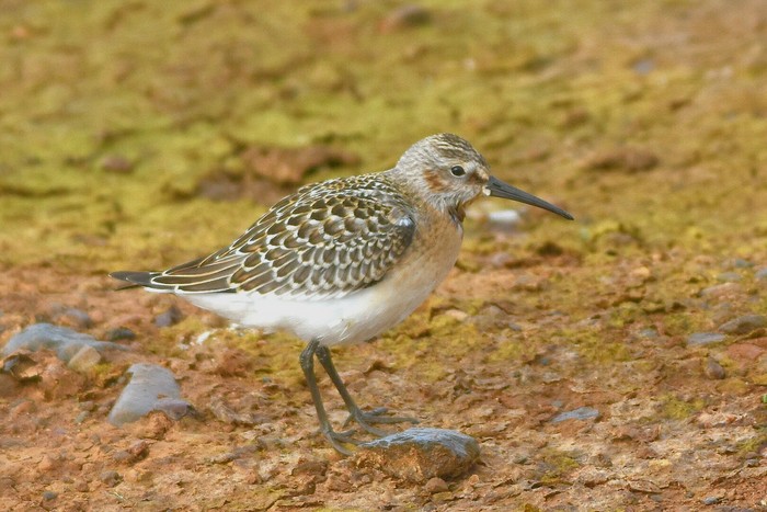 Curlew Sandpiper
