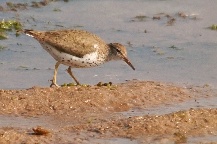 Spotted Sandpiper
