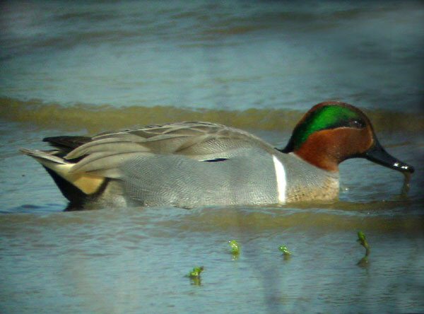 Green-winged Teal