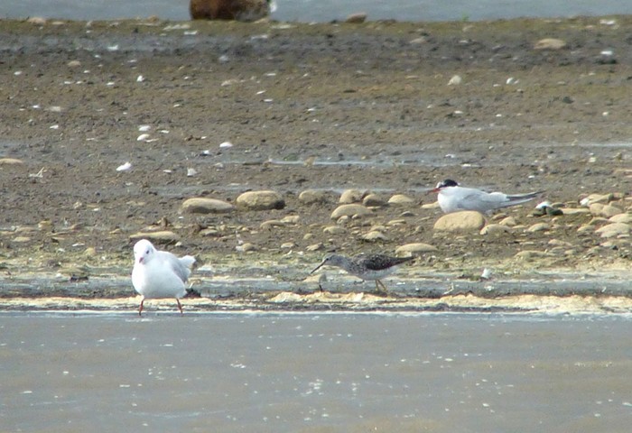 Lesser Yellowlegs