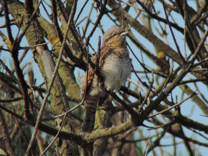 Wryneck